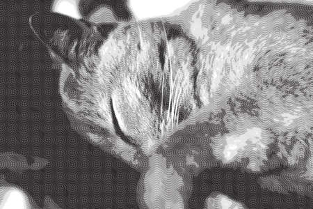 Cream Tabby Domestic Shorthair Catの写真素材