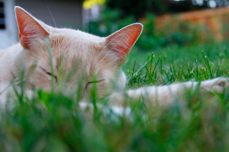 Cream Tabby Domestic Shorthair Catの写真素材