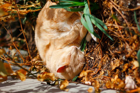 Cream Tabby Domestic Shorthair Catの写真素材