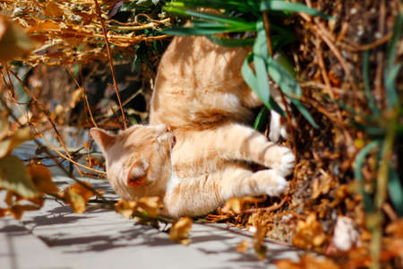 Cream Tabby Domestic Shorthair Catの写真素材