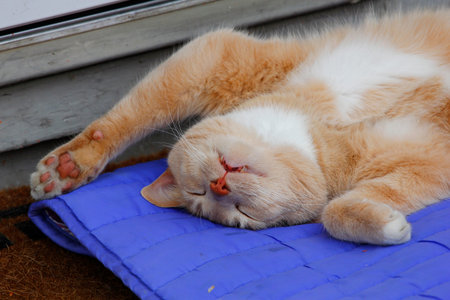 Cream Tabby Domestic Shorthair Catの写真素材