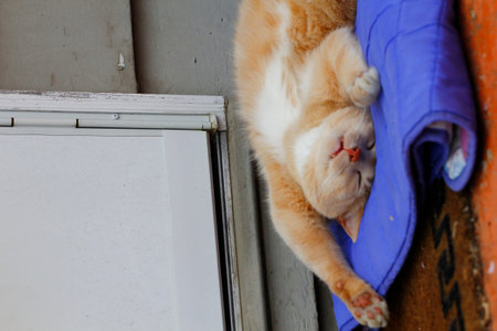 Cream Tabby Domestic Shorthair Catの写真素材