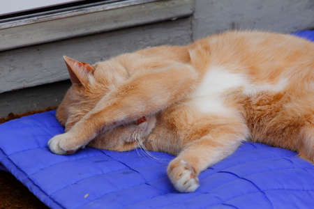 Cream Tabby Domestic Shorthair Catの写真素材