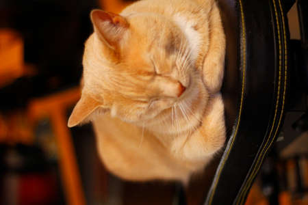 Cream Tabby Domestic Shorthair Catの写真素材