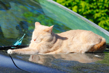 Cream Tabby Domestic Shorthair Catの写真素材