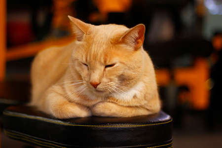 Cream Tabby Domestic Shorthair Catの写真素材