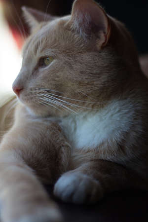 Cream Tabby Domestic Shorthair Catの写真素材