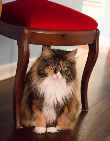 Mature Maine Coon Female Catの写真素材