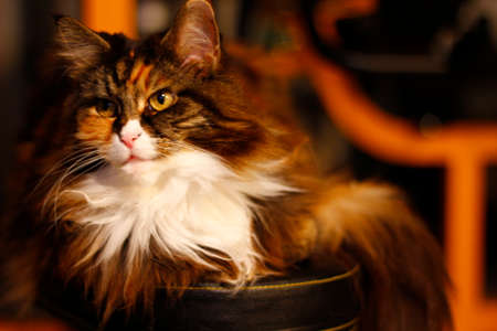 Mature Maine Coon Female Catの写真素材