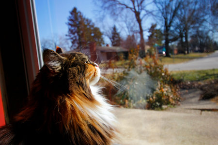 Mature Maine Coon Female Cat