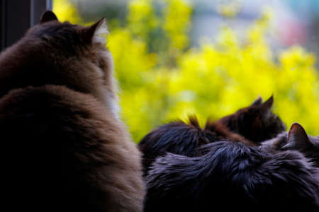 Maine Coon, Ragamuffin and Medium-hair Catsの写真素材