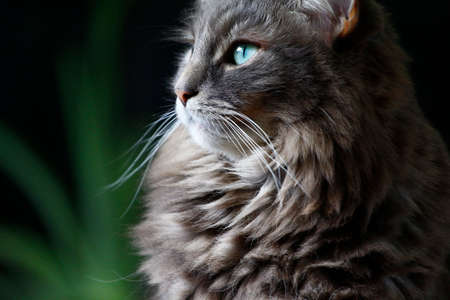 A View of a Medium-hair Grey Catの写真素材