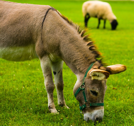 Donkey (Equus africanus asinus) Grazing Along with a Sheepの写真素材