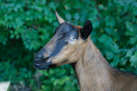Views of Goats (Capra aegagrus hircus)の写真素材