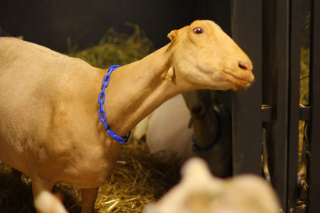 Views of Goats (Capra aegagrus hircus)