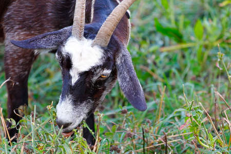 Views of Goats (Capra aegagrus hircus)の写真素材