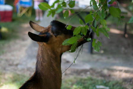 Views of Goats (Capra aegagrus hircus)の写真素材