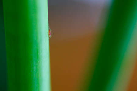 Aphids on a Green Plantの写真素材