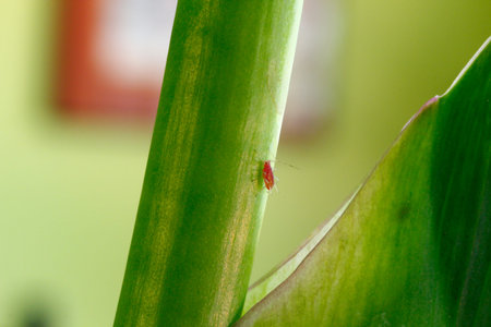 Aphids on a Green Plant