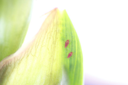 Aphids on a Green Plant