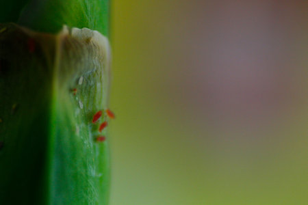 Aphids on a Green Plant