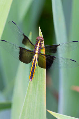 A View of a Dragonflyの写真素材