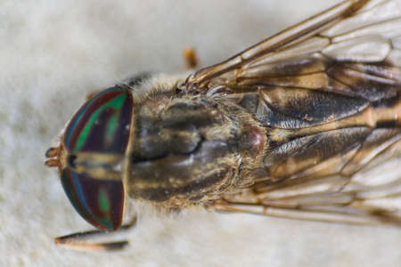 A very large and dead flyの写真素材