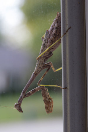 A Praying Mantis Insect Outdoorsの写真素材