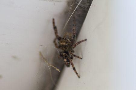 View of a Small Spider
