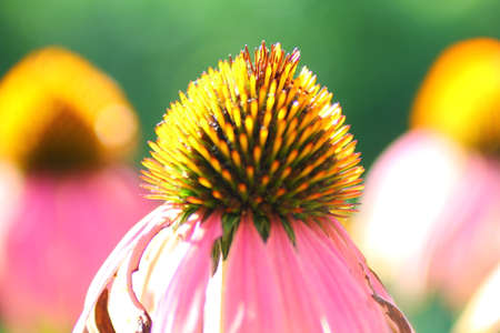 A View of Coneflowers in a Gardenの写真素材