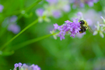 A group of Lavender Flowers in a Gardenの写真素材