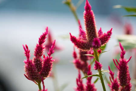 View of Wild Cilosia Flowersの写真素材