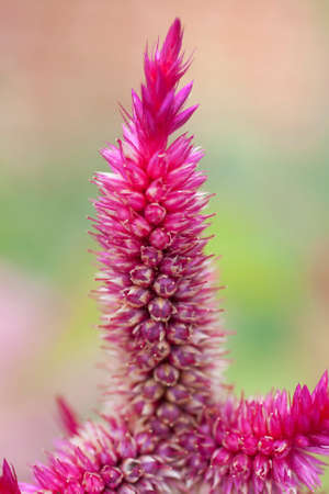 View of Wild Cilosia Flowersの写真素材