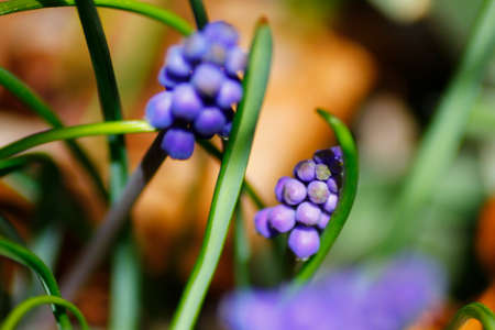 View of Grape Hyacinth Flowersの写真素材