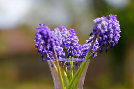View of Grape Hyacinth Flowersの写真素材