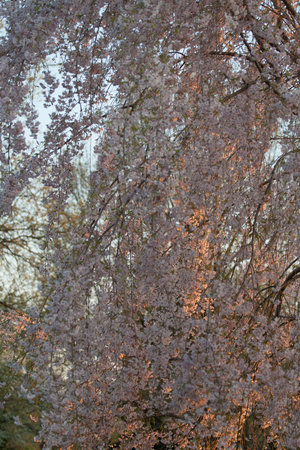 Flowers of a Weeping Cherry Tree