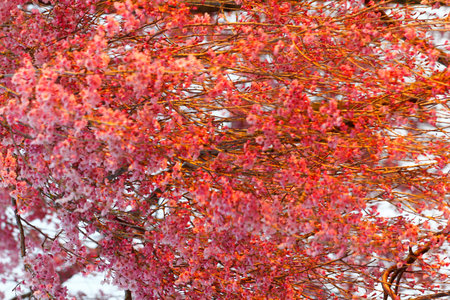 Flowers of a Weeping Cherry Tree