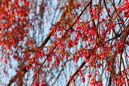 Flowers of a Weeping Cherry Treeの写真素材