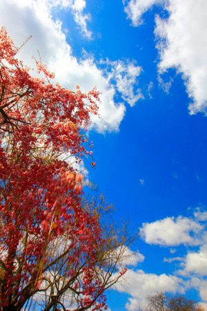 Flowers of a Weeping Cherry Treeの写真素材