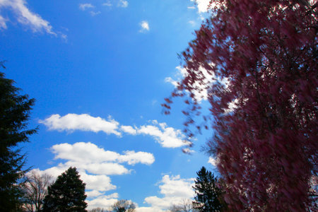 Flowers of a Weeping Cherry Tree