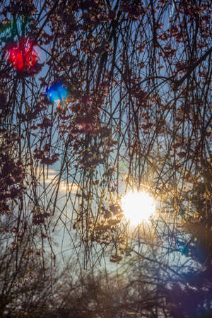 Flowers of a Weeping Cherry Treeの写真素材