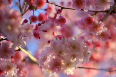 Flowers of a Weeping Cherry Treeの写真素材