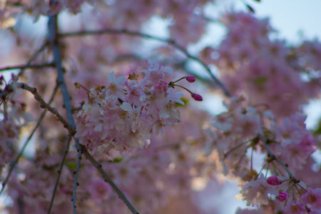 Flowers of a Weeping Cherry Tree