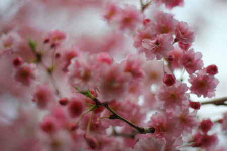 Flowers of a Weeping Cherry Tree