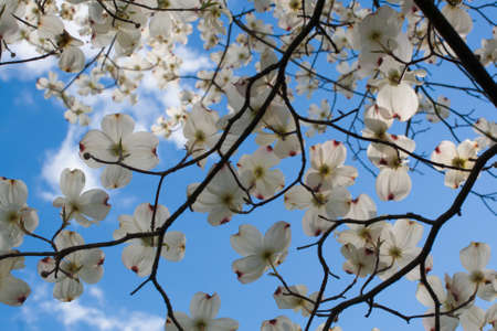 Flowers of a Dogwood Treeの写真素材