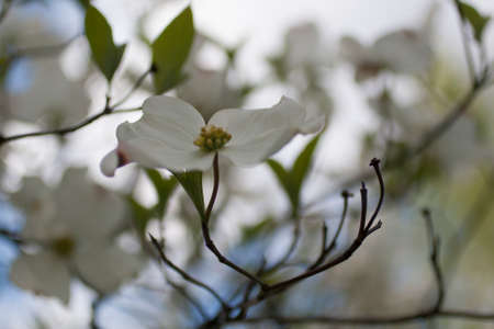 Flowers of a Dogwood Treeの写真素材