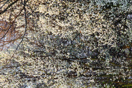 Flowers of a Bradford Pear Tree