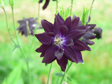 Views of Columbine Flowers Upcloseの写真素材