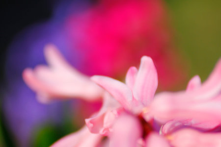 Views of Hyacinth Flowers in a Garden