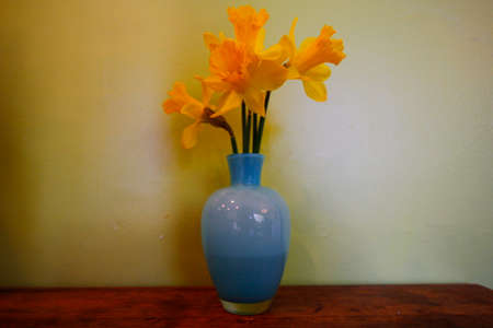Views of Colorful Daffodil Flowersの写真素材